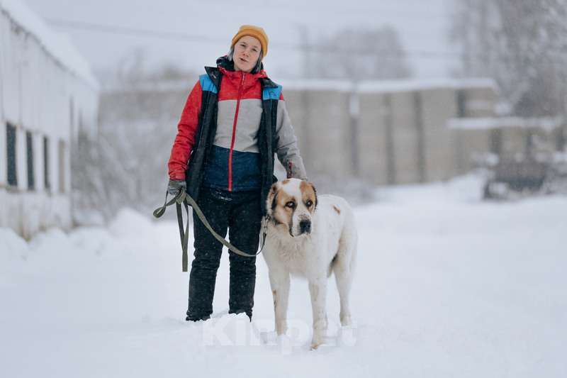 Собаки в Москве: Молодой алабай Миша в добрые руки Мальчик, Бесплатно - фото 2