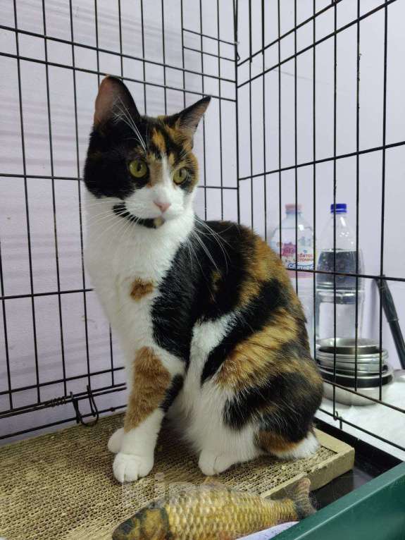 Кошки в Москве: Трехцветная кошка в добрые руки Девочка, Бесплатно - фото 3