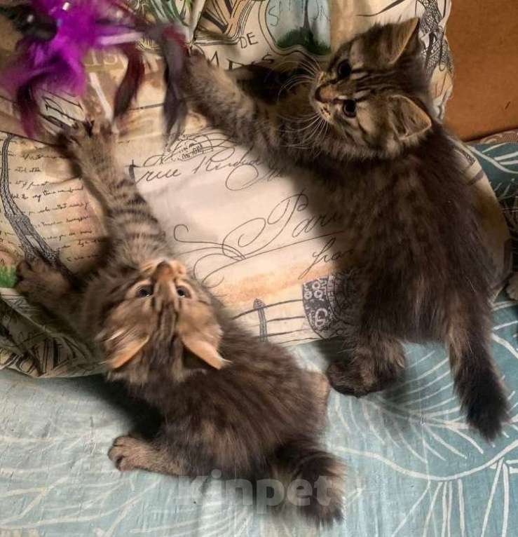 Кошки в Долгопрудном: Ищем дом почти домашним котятам Девочка, Бесплатно - фото 1