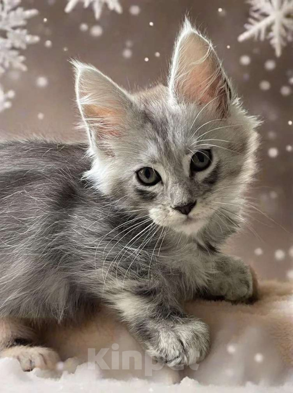 Кошки в Москве: Пушистый ангел для вашего новогоднего настроения Мальчик, 80 000 руб. - фото 3