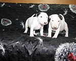 Собаки в Череповце: Предлагаются малышки стандартного бультерьера Мальчик, Бесплатно - фото 2