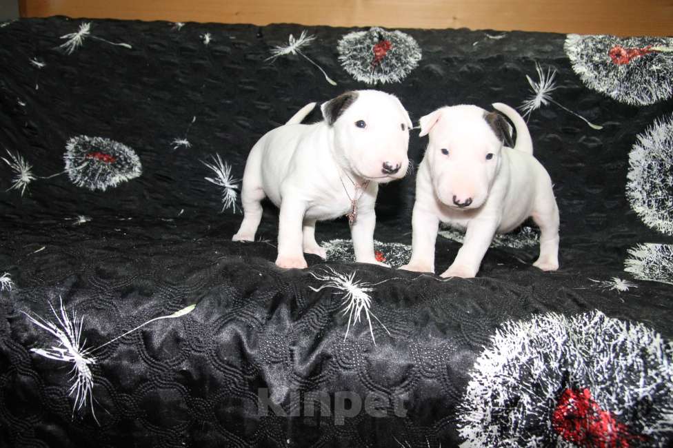 Собаки в Череповце: Предлагаются малышки стандартного бультерьера Мальчик, Бесплатно - фото 2