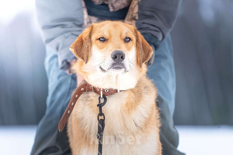 Собаки в Клине: Рэй — резвый пёсик Мальчик, Бесплатно - фото 1