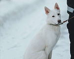 Собаки в Санкт-Петербурге: Красавица Белла из приюта Девочка, Бесплатно - фото 4