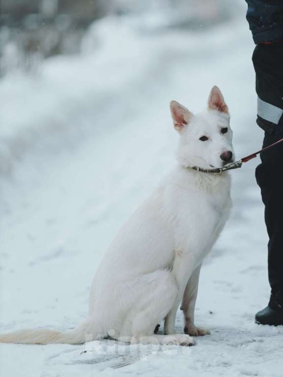 Собаки в Санкт-Петербурге: Красавица Белла из приюта Девочка, Бесплатно - фото 4