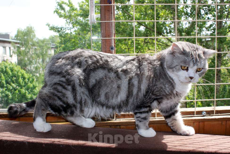 Кошки в Санкт-Петербурге: Мрамор на серебре шикарная красавица Девочка, 1 000 руб. - фото 6