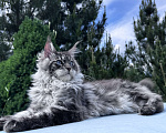 Кошки в Москве: Котёнок мейн-кун мальчик Veyron Lexy — глаза цвета неба и шерсть, в которую хочется зарыться Мальчик, 135 000 руб. - фото 7