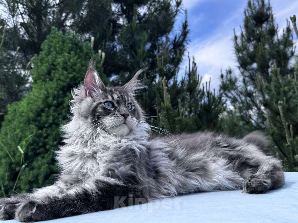 Кошки в Москве: Котёнок мейн-кун мальчик Veyron Lexy — глаза цвета неба и шерсть, в которую хочется зарыться Мальчик, 135 000 руб. - фото 7