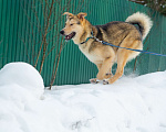 Собаки в Электростали: Удивительный пёс Чингиз в поиске дома Мальчик, Бесплатно - фото 2