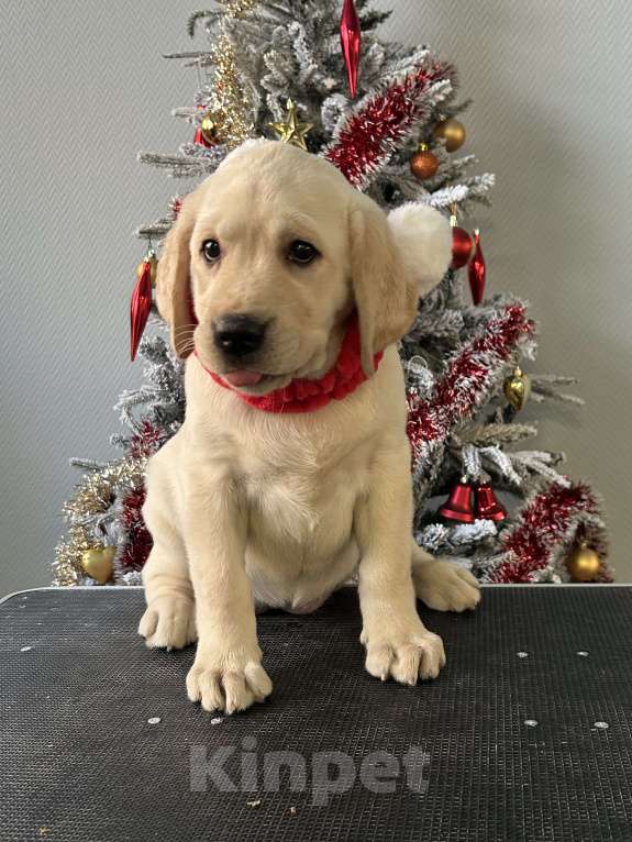 Собаки в Барнауле: продаю щенков лабрадора-ретривера Мальчик, 50 000 руб. - фото 2