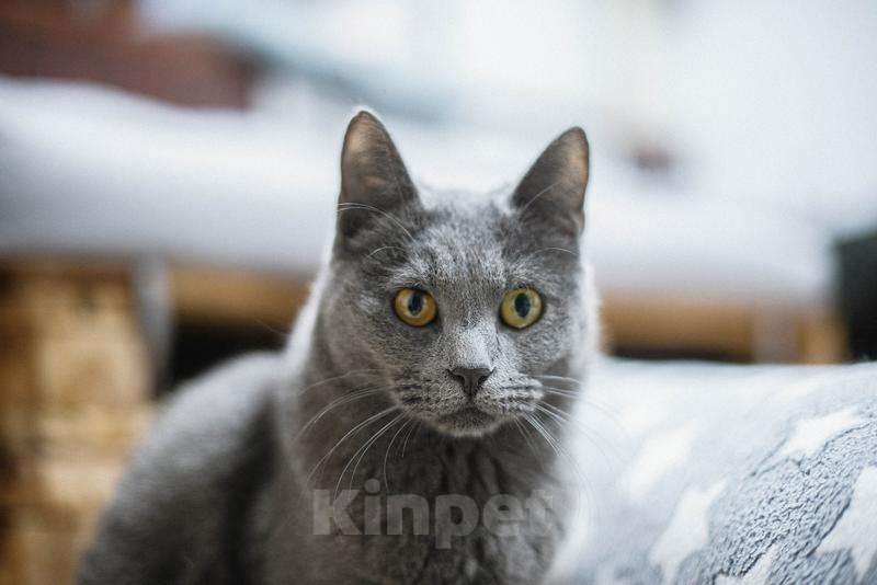 Кошки в Москве: Красавица Буся в добрые руки. Девочка, Бесплатно - фото 2