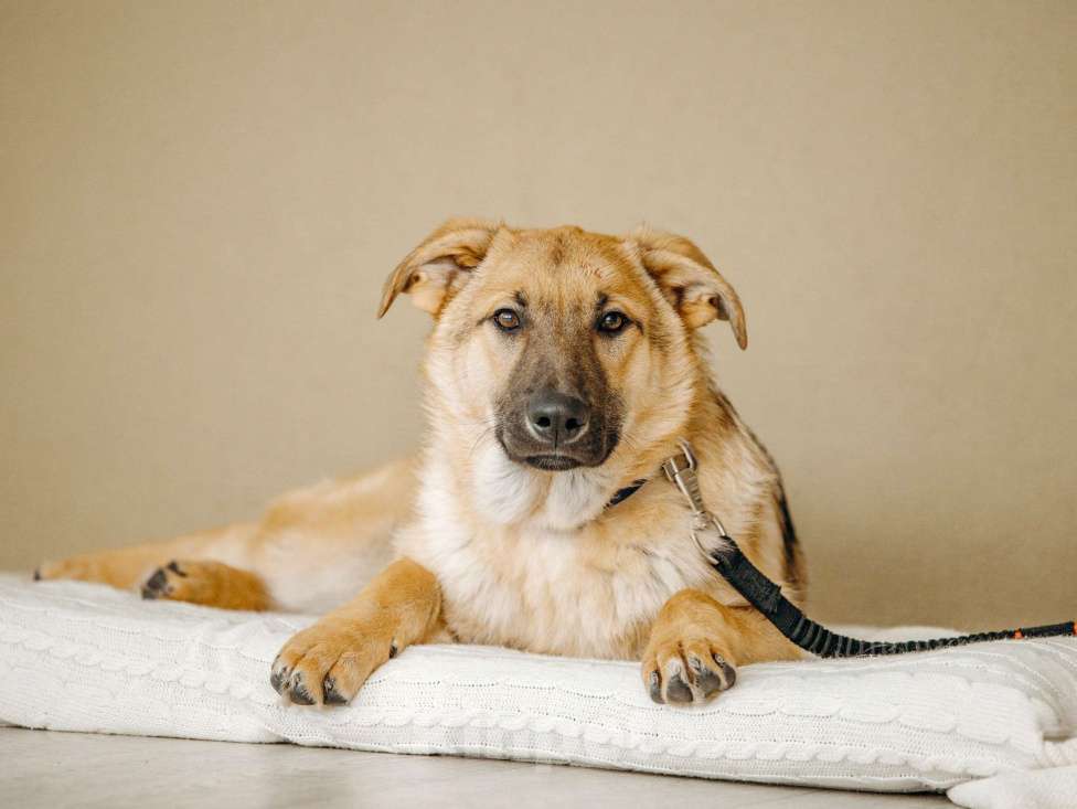 Собаки в Москве: Щенок бесплатно в Москве Мальчик, Бесплатно - фото 4