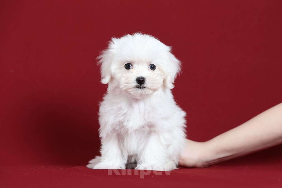 Собаки в Курске: Мальтийская болонка щенок Мальчик, Бесплатно - фото 5