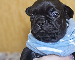 Собаки в Москве: Французский бульдог чёрный окрас мальчик Мальчик, 50 000 руб. - фото 3