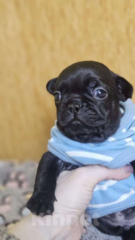 Собаки в Москве: Французский бульдог чёрный окрас мальчик Мальчик, 50 000 руб. - фото 3