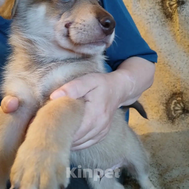 Собаки в Перми: Мальчик Мальчик, Бесплатно - фото 1