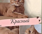 Кошки в Екатеринбурге: Британская кошечка в очень редком окрасе Девочка, 40 000 руб. - фото 1