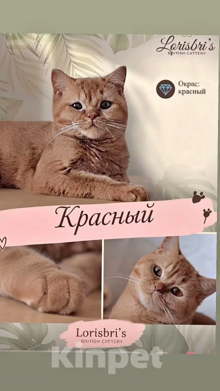 Кошки в Екатеринбурге: Британская кошечка в очень редком окрасе Девочка, 40 000 руб. - фото 1