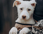 Собаки в Москве: белоснежная красотка в дар Девочка, Бесплатно - фото 5
