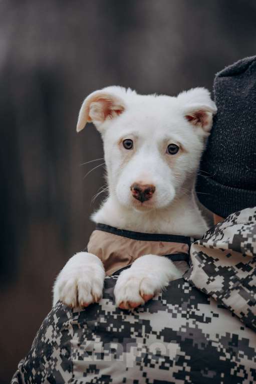 Собаки в Москве: белоснежная красотка в дар Девочка, Бесплатно - фото 5