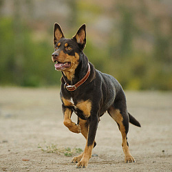 Австралийский келпи