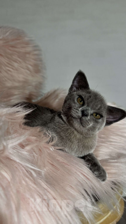 Кошки в Калининграде: Котята. Бурма. Питомник Европейской бурмы Девочка, 50 000 руб. - фото 1