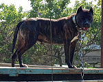 Собаки в Бахчисарае: Ищем собаку(девочку) для вязки!, 17 руб. - фото 7
