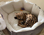 Кошки в Ливны: Продам Сервала Serval ручной котенок, 230 000 руб. - фото 4
