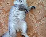 Кошки в Чебоксарах: Кот ищет кошечку на вязку., 800 руб. - фото 4