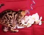 Кошки в Кудымкаре: Бенгальский котик с документами, 20 000 руб. - фото 5