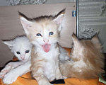 Кошки в Александровске-Сахалинском: Котята мейн-кун, 7 000 руб. - фото 3