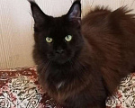 Кошки в Хасавюрте: Котята мейн-кун, 10 000 руб. - фото 4