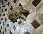 Собаки в Чите: Красавец шарпей Мальчик, 20 000 руб. - фото 1