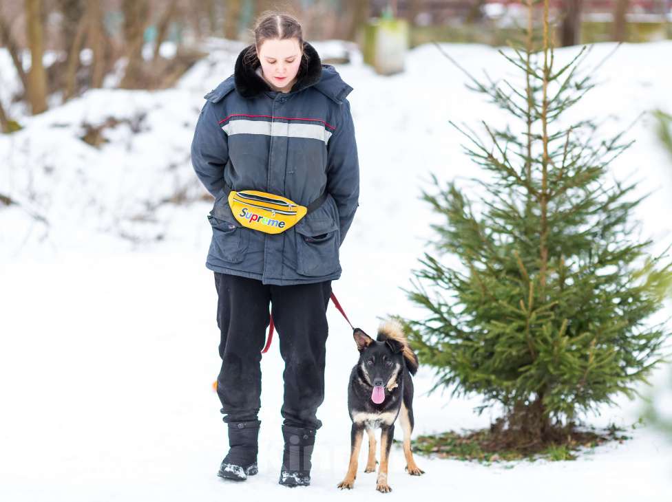 Собаки в Мытищах: Энергичная Джулия ищет дом Девочка, Бесплатно - фото 5