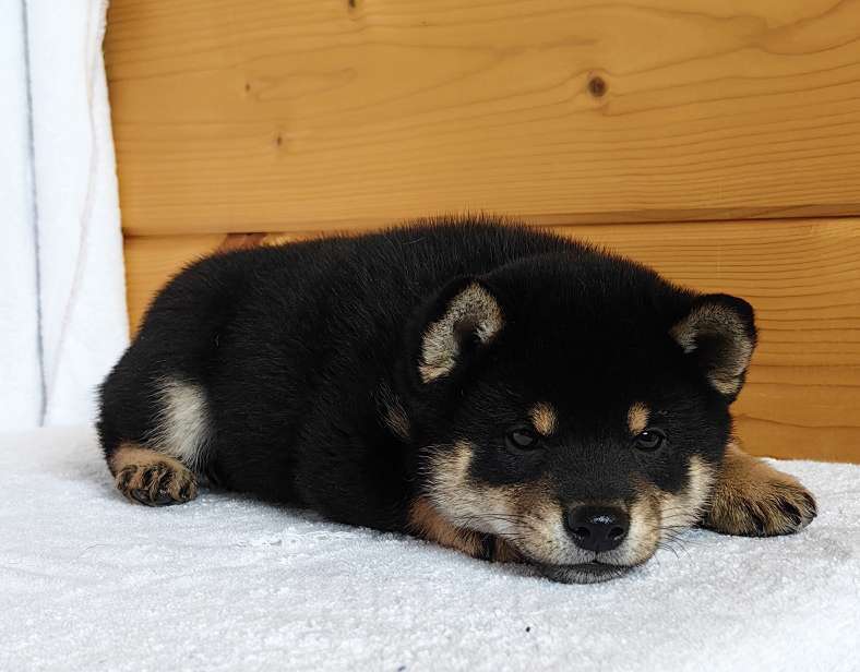 Собаки в Москве: Сиба ину. Мальчик Мальчик, 50 000 руб. - фото 8