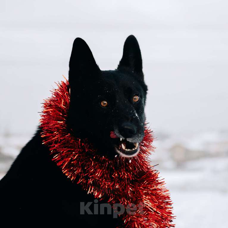 Собаки в Дмитрове: самый добрый и верный пес Сева ищет семью Мальчик, Бесплатно - фото 2