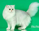 Кошки в Москве: Котята Шотландской вислоухой Мальчик, 45 000 руб. - фото 8