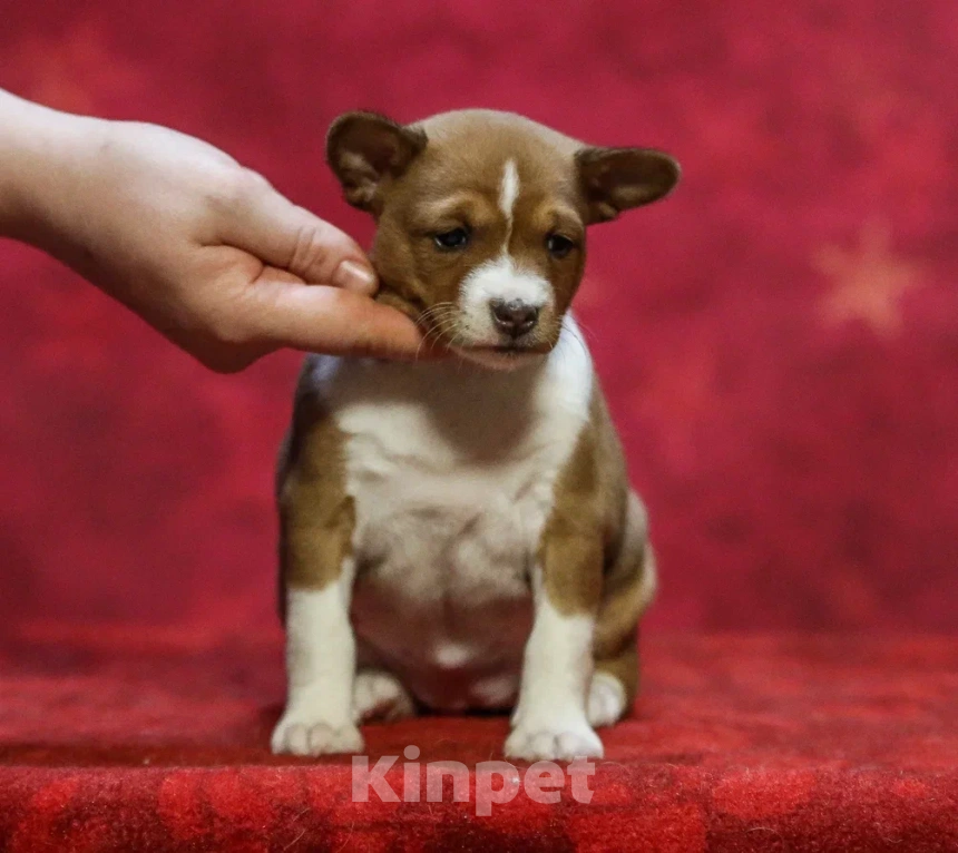 Собаки в Санкт-Петербурге: Девочка басенджи  Девочка, Бесплатно - фото 2