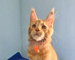 Кошки в Самаре: Котёнок породы Мейн-кун, MCO female Marsel Девочка, 40 000 руб. - фото 2