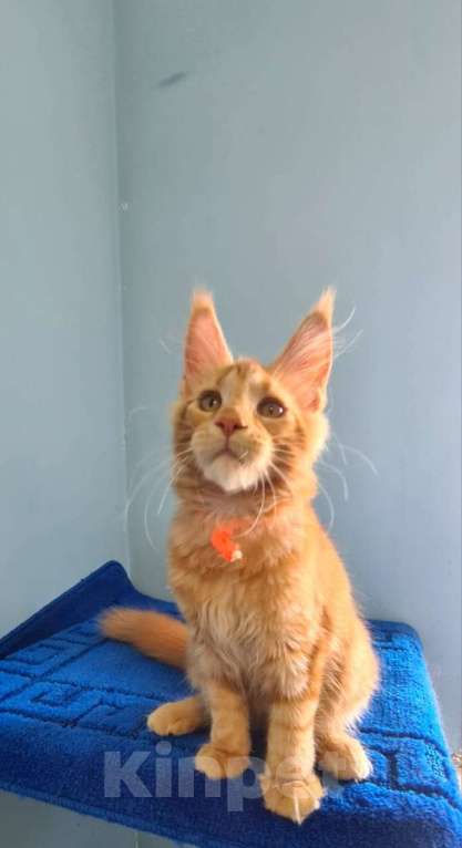 Кошки в Самаре: Котёнок породы Мейн-кун, MCO female Marsel Девочка, 40 000 руб. - фото 2