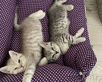 Кошки в Туле: Жду любимого хозяина Мальчик, Бесплатно - фото 3
