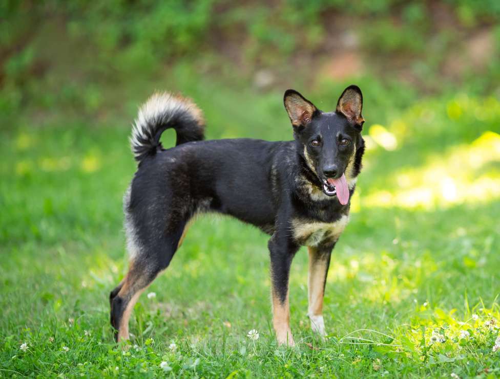 Собаки в Мытищах: Энергичная Джулия ищет дом Девочка, Бесплатно - фото 2