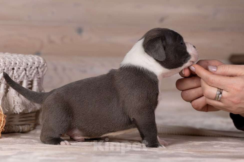 Собаки в Королеве: Американский булли Мальчик, 200 000 руб. - фото 7