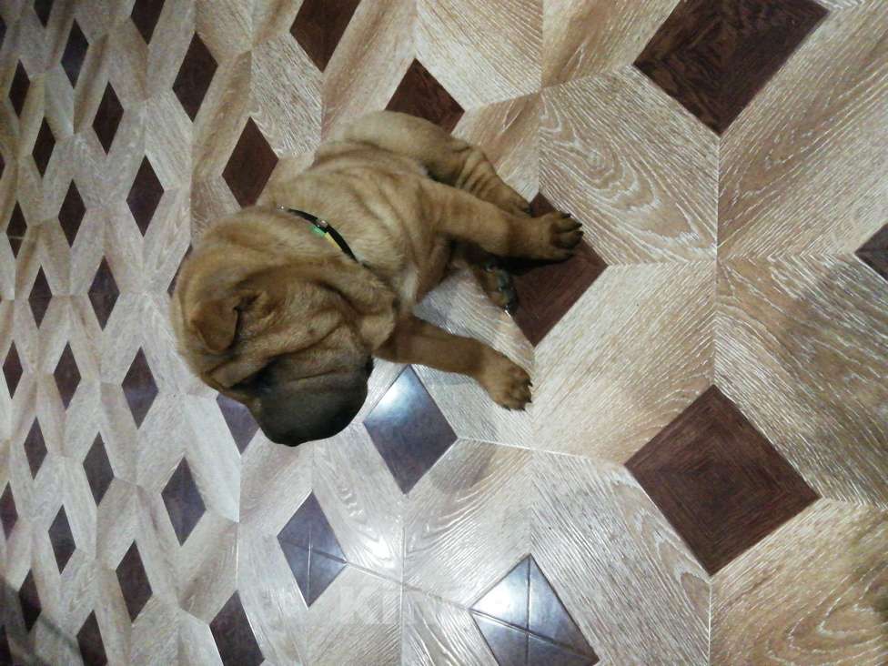 Собаки в Чите: Красавец шарпей Мальчик, 20 000 руб. - фото 1