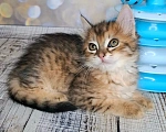 Кошки в Москве: Котёнок необычного окраса в добрые руки Мальчик, Бесплатно - фото 1