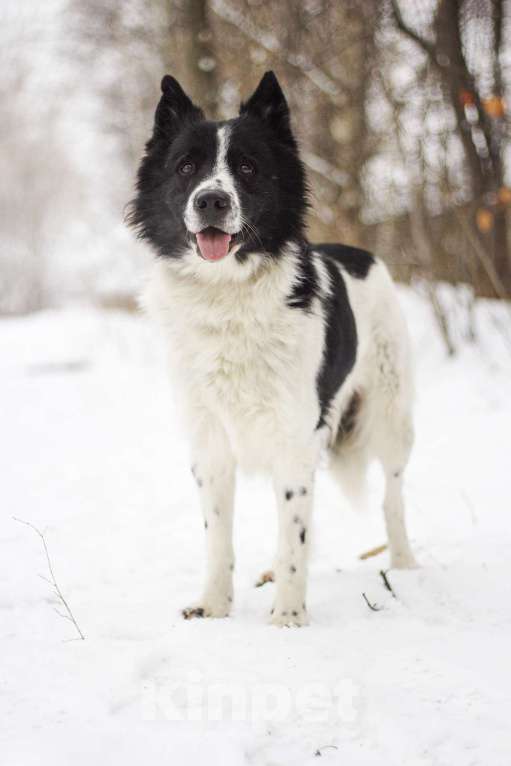 Собаки в Москве: метис бордер колли в добрые руки  Мальчик, 1 руб. - фото 4