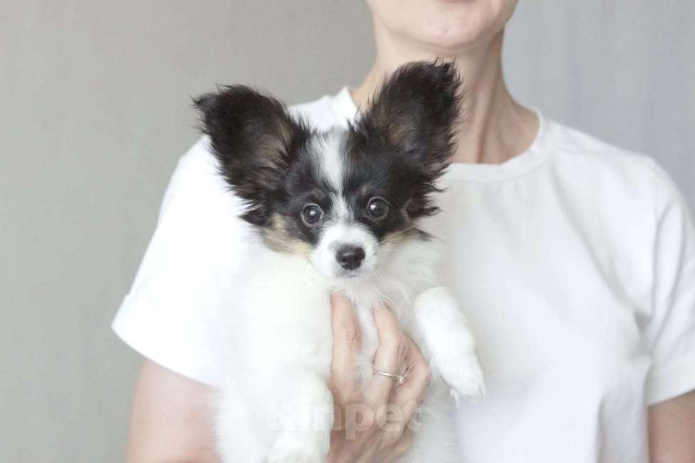 Собаки в Пушкине: щенок  папийона Соло Реале Тутолиана  Девочка, 60 000 руб. - фото 1