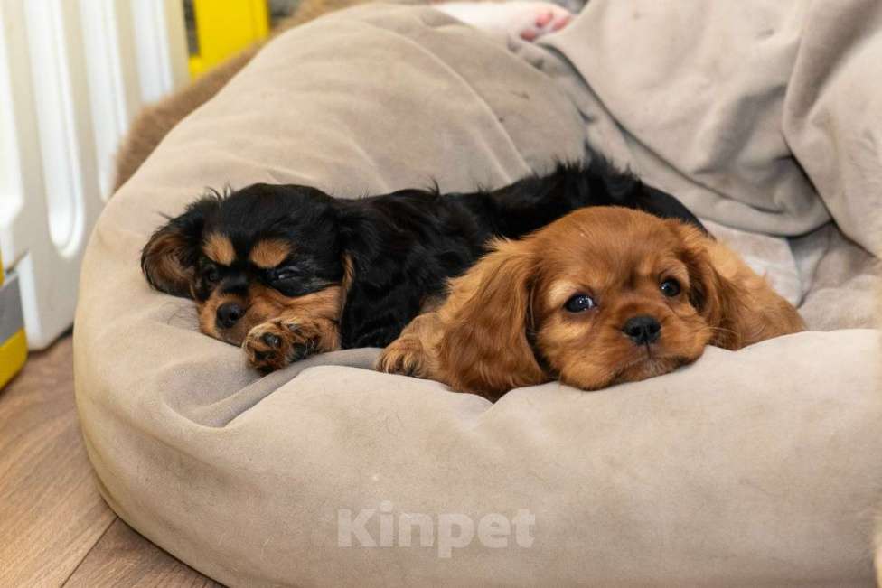 Собаки в Москве: Продаются очаровательные малыши Кавалер Кинг Чарльз Спаниель Мальчик, Бесплатно - фото 4