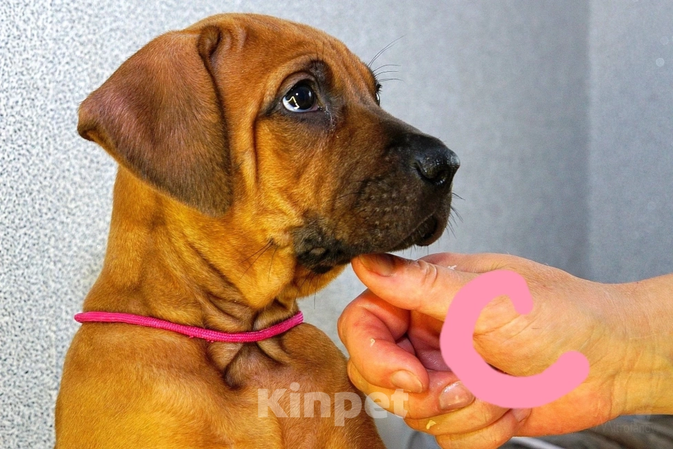 Собаки в Кумертау: Родезийский риджбек.щенки Девочка, Бесплатно - фото 2