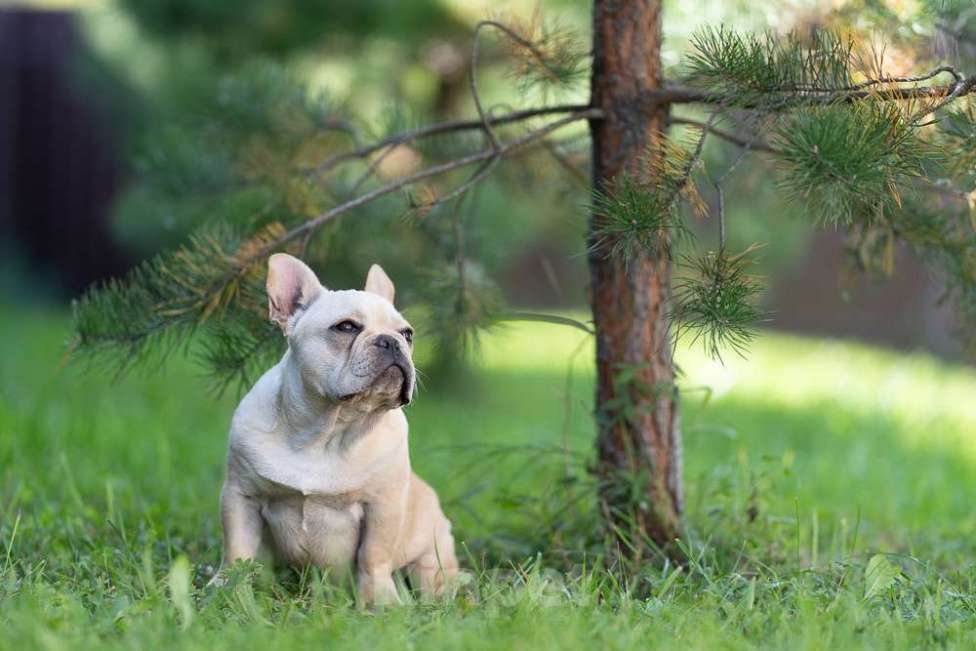 Собаки в других городах Московской области: Лора бесподобная девочка Девочка, 150 000 руб. - фото 6